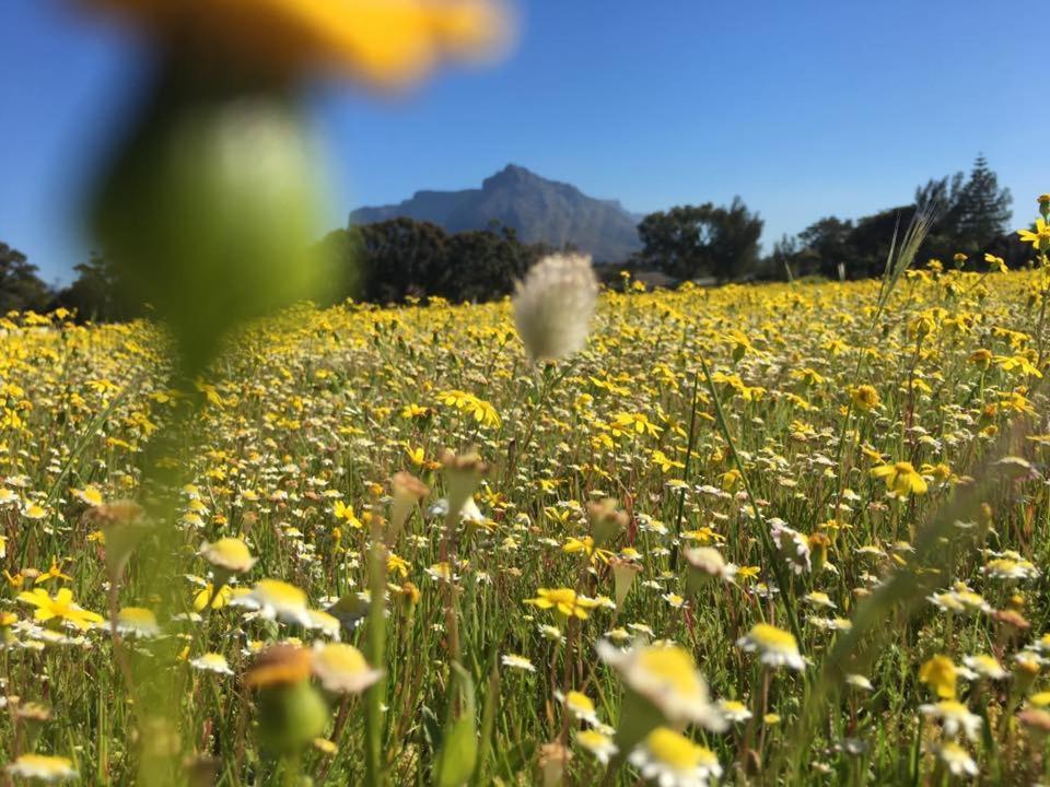 Chaston Manor Hotel Cape Town Luaran gambar