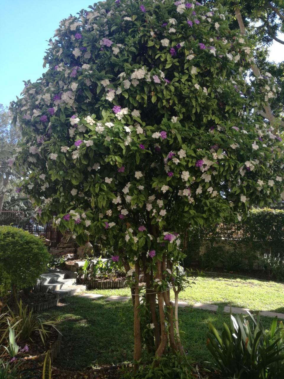 Chaston Manor Hotel Cape Town Luaran gambar